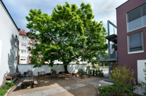 Ein Foto des Innenhofs mit Hausbaum in der Nürnberger Baugruppe Schokoschloss von Margarete Weidinger.